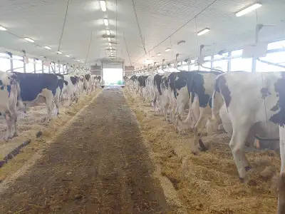 Holstein cow , View more