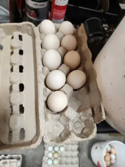 Basque mixed hatching eggs, mixed flock, View more