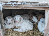 Spanish Cashmere baby goat kid - wait list