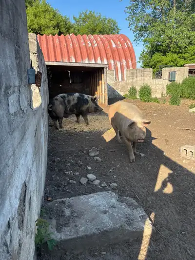 Pigs for sale sow for processing and boar for breeding. , View more