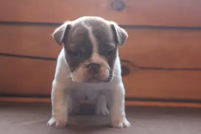 Minibull Puppies, View more