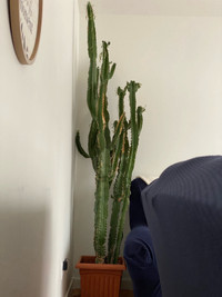 Cactus 232cm tall