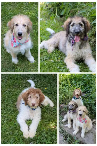 aussiedoodle F1B , View more