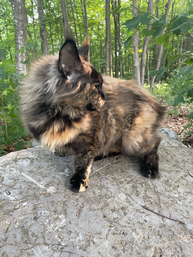 Retired Maine Coon Female in Cats & Kittens for Rehoming in Belleville - Image 3