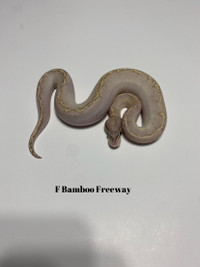 Female freeway combo ball pythons