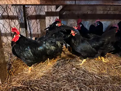 We are happy to begin selling hatching eggs from our flock of Black Leghorns :) Selling in quantitie...