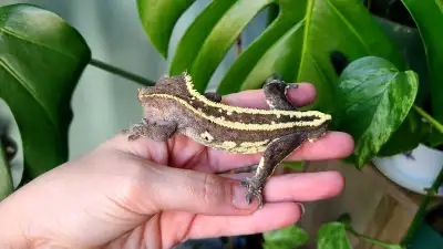 male crested gecko, View more