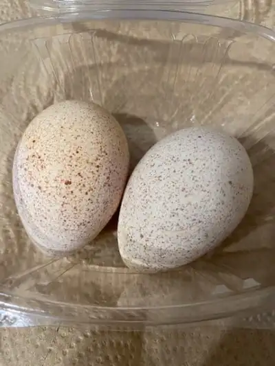 Fertilized Heritage Turkey Eggs $3 an egg There is most likely a waiting list Pick up in Courtland