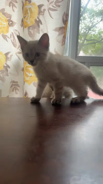 LAST MALE SIAMESE AVAILABLE , View more