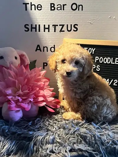 Gorgeous Toy Poodle Pups, View more