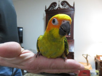 **SUPER SWEET HANDFED BABY SUN CONURE**W/CARE PKG**ONLY 1 AVAIL*