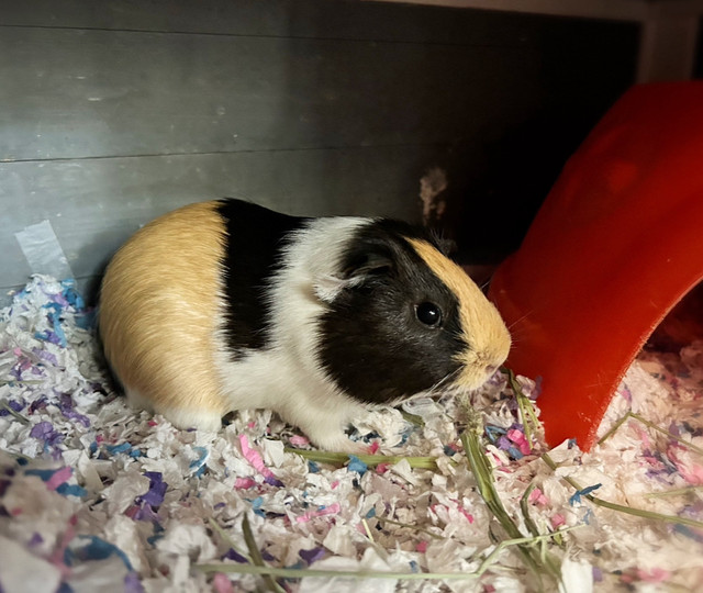 Male Guinea Pig - free in Other Pets for Rehoming in North Bay - Image 3