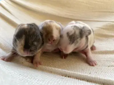 Holland lop baby bunnies✨, View more