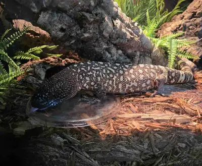 Rio Fuerte Beaded Lizard, View more