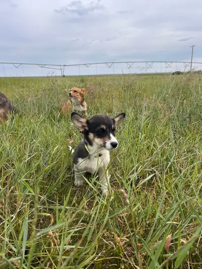 Pembroke Welsh Corgi Puppies, View more