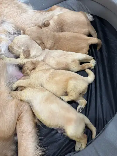 Golden Retriever Puppies — Ready for Forever Homes March 8! We’re excited to announce that Daisy’s l...
