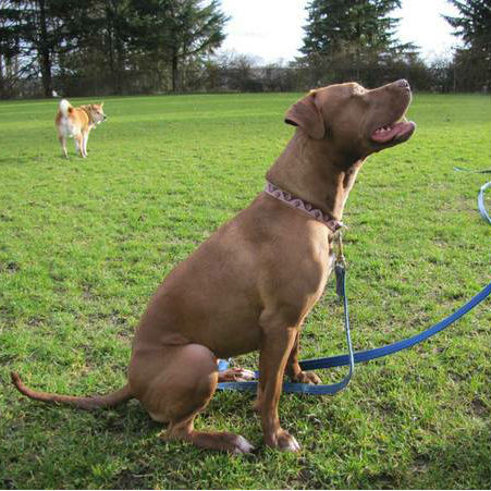 "COME TO ME"  DOG TRAINING in Animal & Pet Services in Burnaby/New Westminster - Image 2