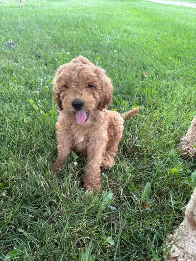 F1b Standard Goldendoodle Puppy, View more