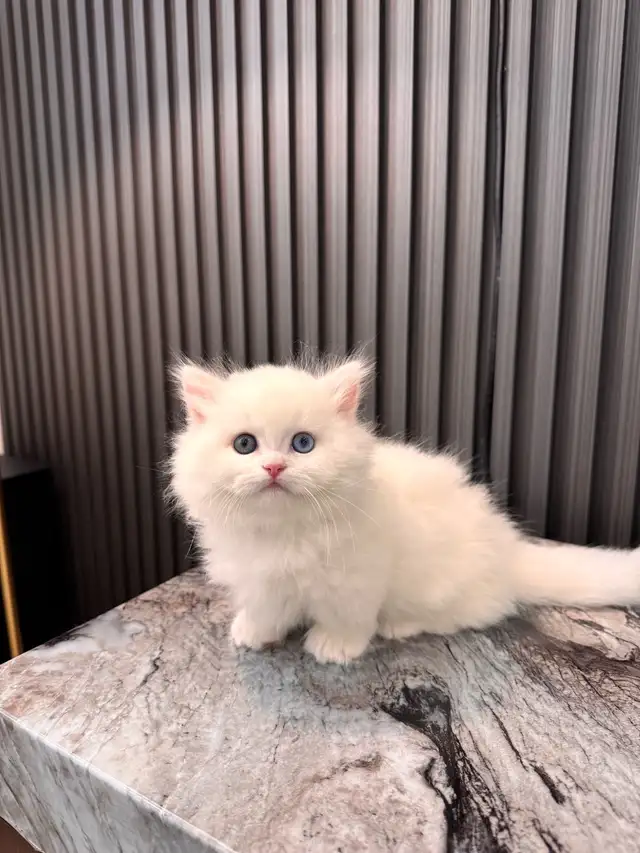 british longhair short leg munchkin kittens in Cats & Kittens for Rehoming in Oakville / Halton Region - Image 5