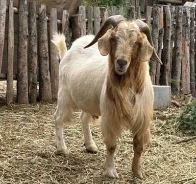 Buck goat and ram sheep , View more
