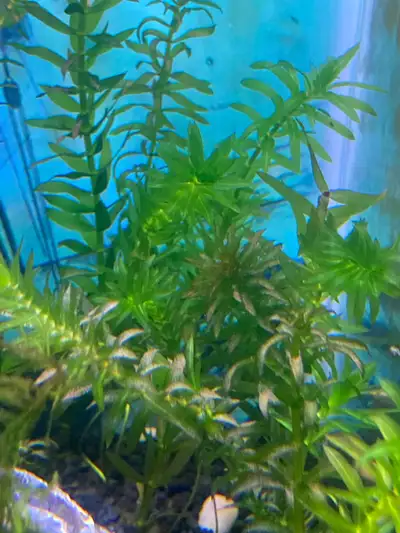Aquarium plant Elodea Densa, View more