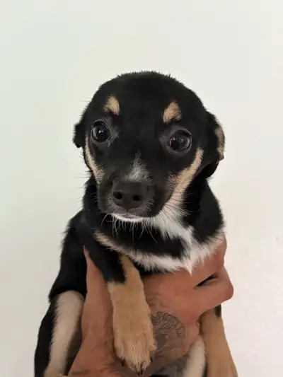Mini pincher / chihuahua Born Jan 15 2025 1st pic (female) 2nd pic (male) Last two photos are female...