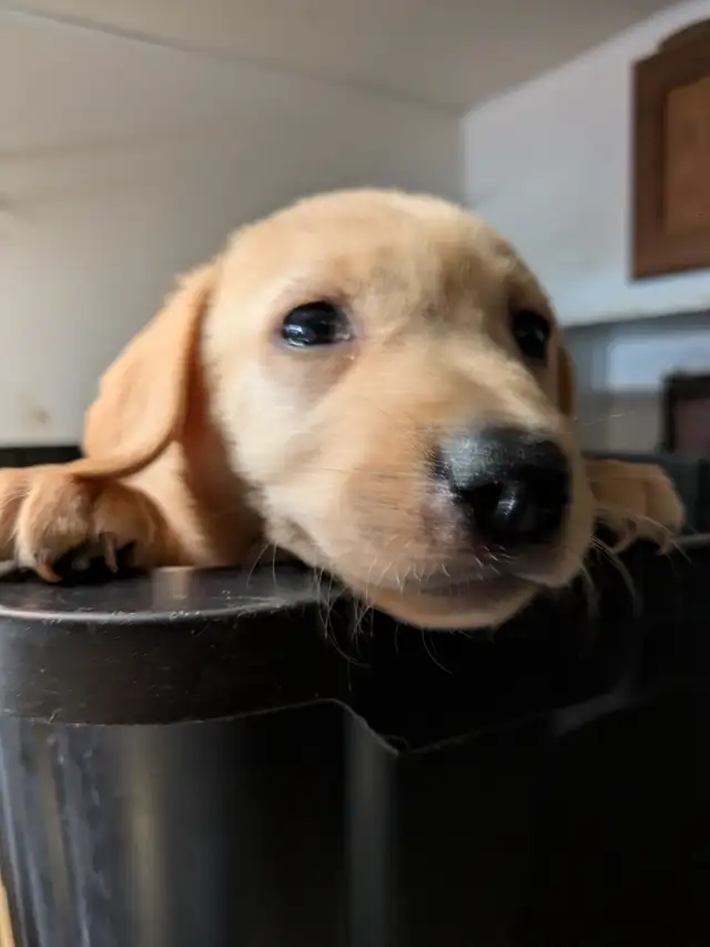 SALE..PUREBRED LAB PUPPY READY TO GO!!. ONLY FEW LEFT!! in Dogs & Puppies for Rehoming in Kitchener / Waterloo - Image 10