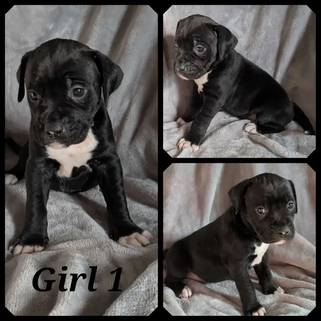 American Bulldogs in Dogs & Puppies for Rehoming in Winnipeg - Image 3