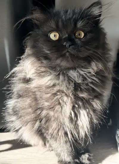 chaton persan femelle, View more