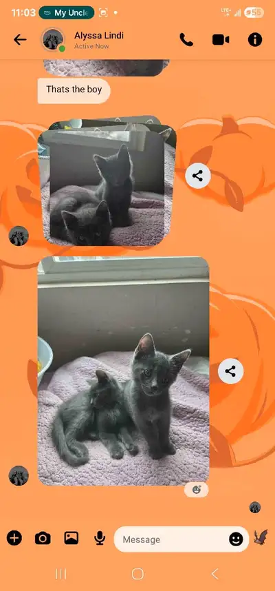 kitty's up for grabs , View more