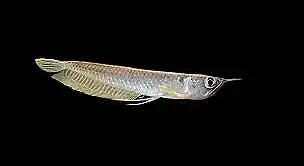 COOL EXOTIC JUVENILE AROWANA SPECIAL   $75.00, View more