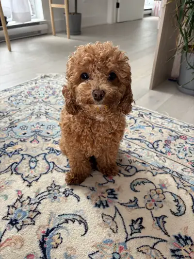 toy poodle, View more