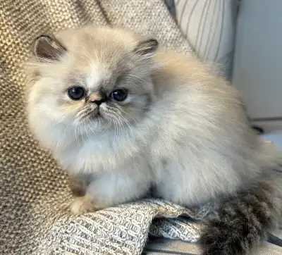 AUTHENTIC Himalayan Kittens, View more