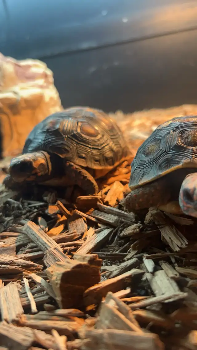 Red Foot/cherry head tortoise in Reptiles & Amphibians for Rehoming in Kawartha Lakes - Image 9