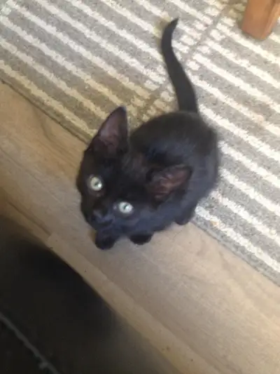 10 week old kittens ready for forever homes, View more