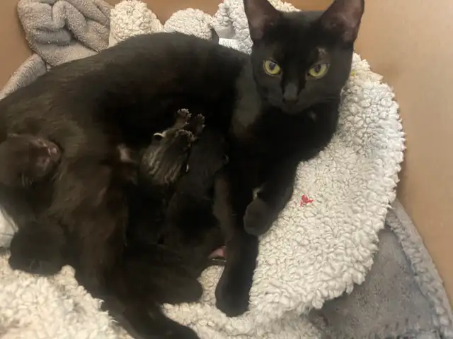 Shorthair Domestic Cats in Cats & Kittens for Rehoming in Oakville / Halton Region - Image 3