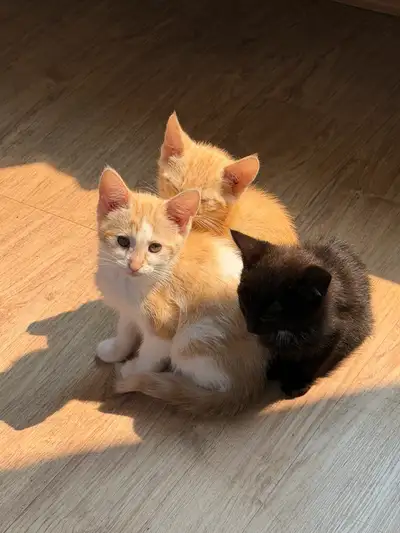 KITTENS! Kittens for good homes, vaccinated and ADORABLE, View more