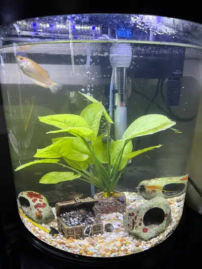 10 Gallon fish tank, View more