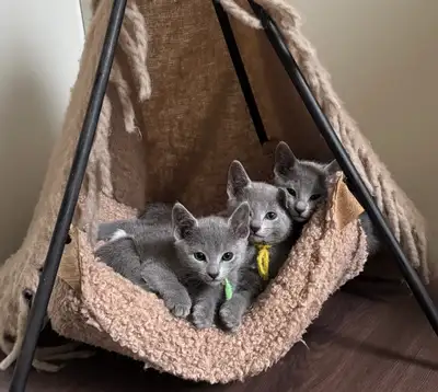 Purebred Russian Blue Kittens, View more