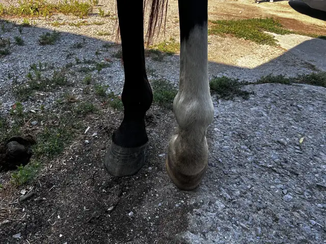 horse for sale in Horses & Ponies for Rehoming in Barrie - Image 9