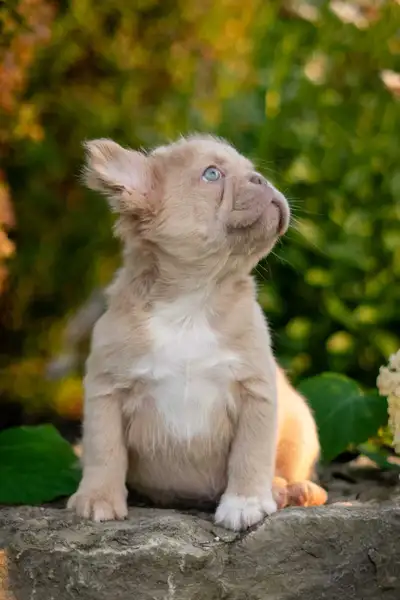 french bulldog puppies, View more