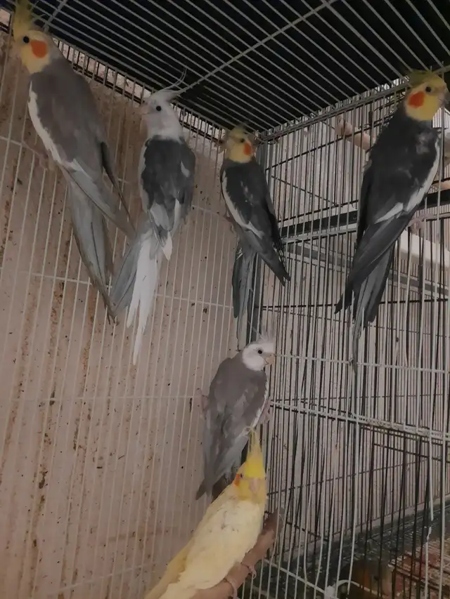 Cockatiel For Sale | Birds for Rehoming | Mississauga / Peel Region ...