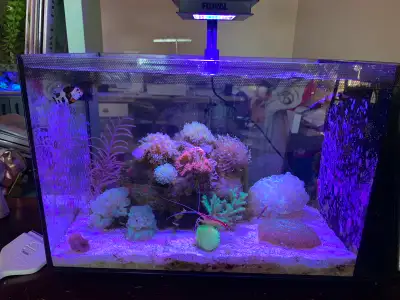 Fluval 13.5 saltwalter tank, View more