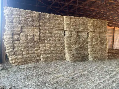 Square straw bales. Stored inside. $3.50 each. 306-227-3368