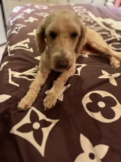 mini Goldendoodle, View more