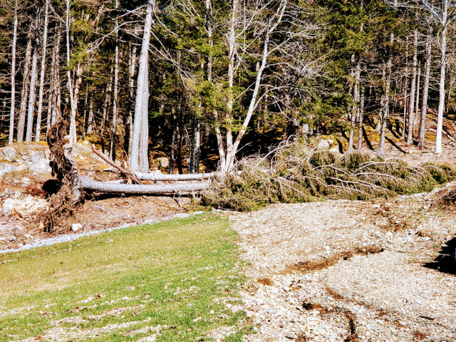 Free Fallen Trees - Cut and Remove. in Plants, Fertilizer & Soil in Saint John - Image 2