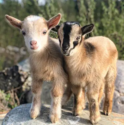 Nigerian dwarf goats for sale, View more