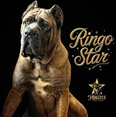 Cane Corso puppies!  Champion Imported Bloodlines!!, View more
