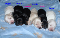 Sweet Long Coat Mini Dachshund Puppies
