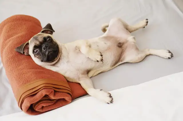 CANINE MASSAGE THERAPIST, CANINE MASSAGE63826842844801120